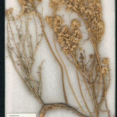 Plant Specimen, Mounted