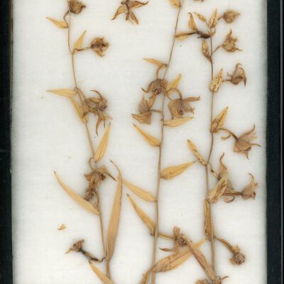 Plant Specimen, Mounted