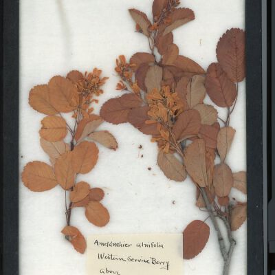 Plant Specimen, Mounted