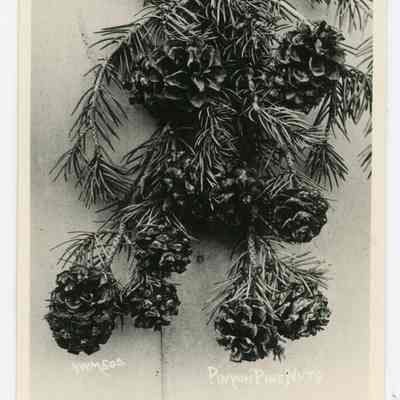 Pinyon Pine Nuts