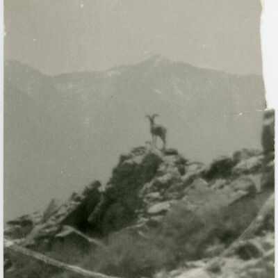 Print, Photographic
