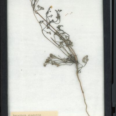 Plant Specimen, Mounted