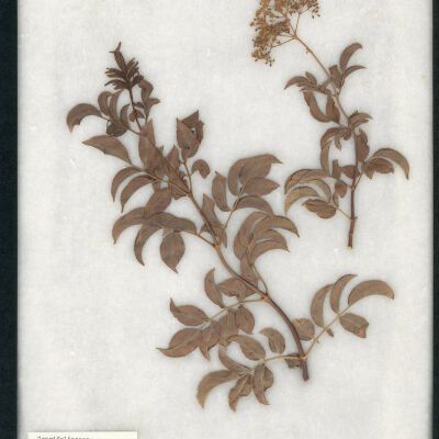 Plant Specimen, Mounted