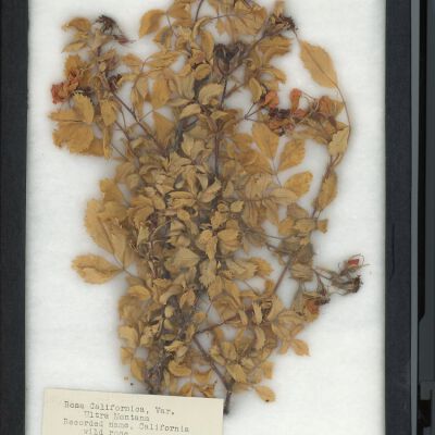 Plant Specimen, Mounted