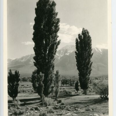 Print, Photographic