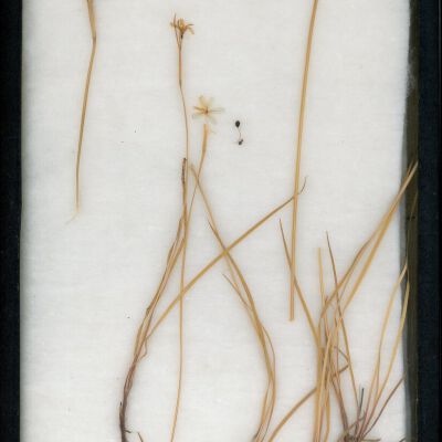 Plant Specimen, Mounted