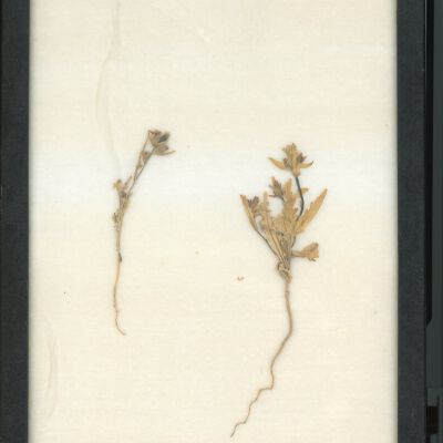 Plant Specimen, Mounted