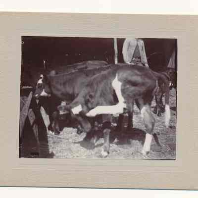 Print, Photographic