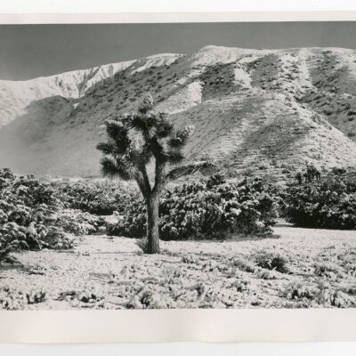 Print, Photographic