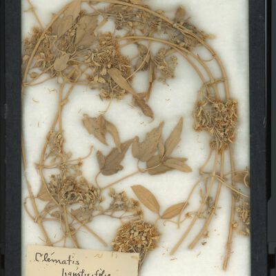 Plant Specimen, Mounted