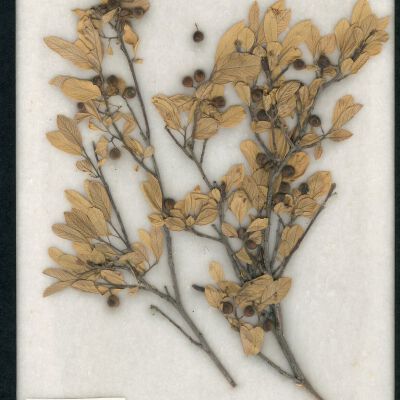 Plant Specimen, Mounted
