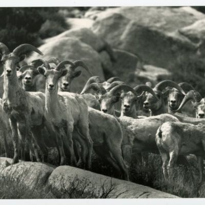 Print, Photographic
