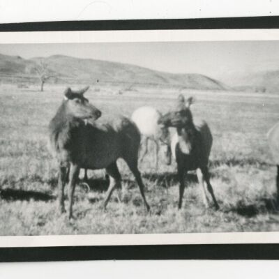 Print, Photographic