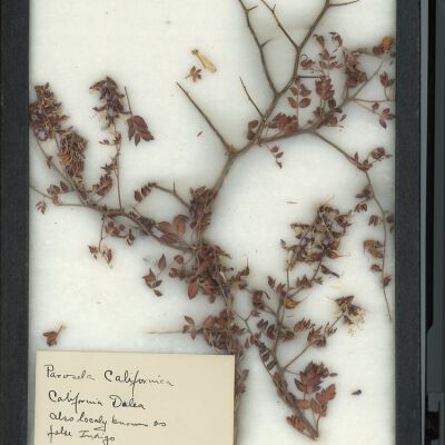 Plant Specimen, Mounted