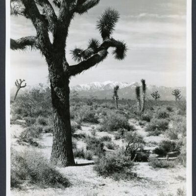 Print, Photographic
