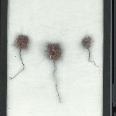 Plant Specimen, Mounted