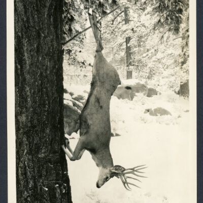 Print, Photographic