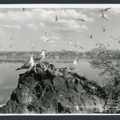 Print, Photographic