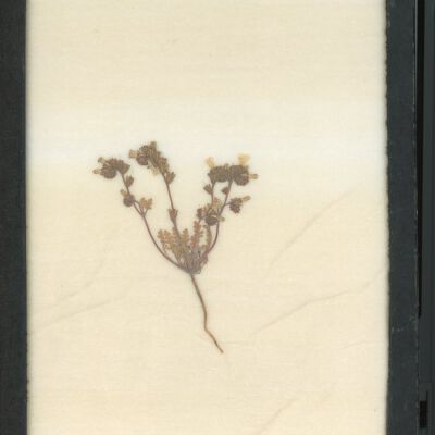 Plant Specimen, Mounted