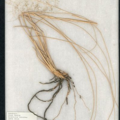 Plant Specimen, Mounted