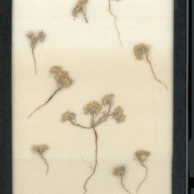Plant Specimen, Mounted