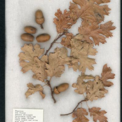 Plant Specimen, Mounted