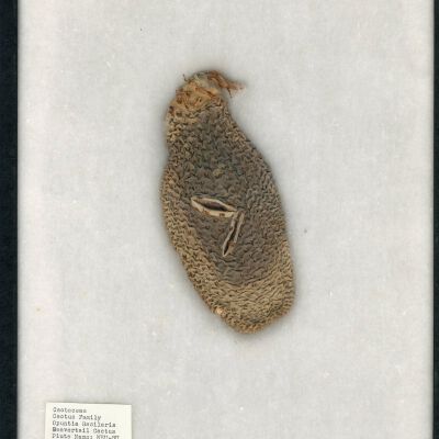 Plant Specimen, Mounted