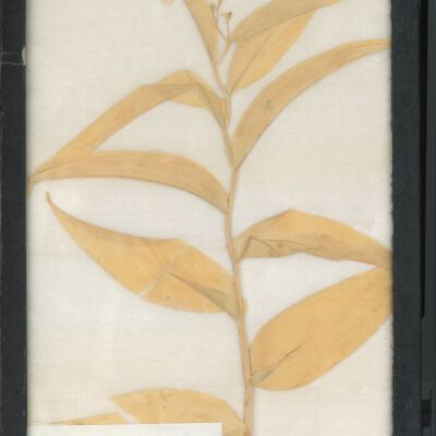 Plant Specimen, Mounted