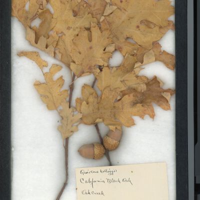 Plant Specimen, Mounted