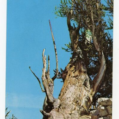 Print, Postcard