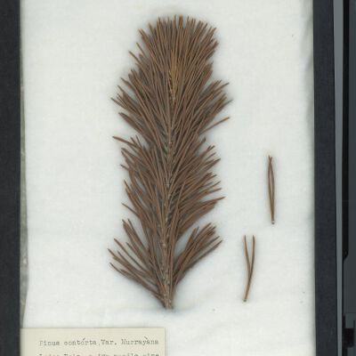 Plant Specimen, Mounted