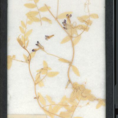 Plant Specimen, Mounted
