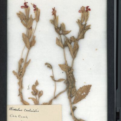 Plant Specimen, Mounted