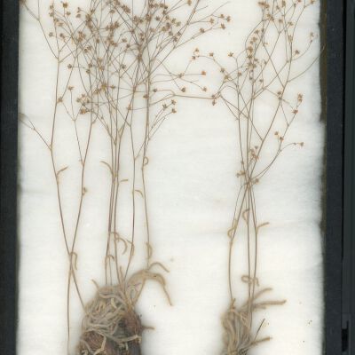 Plant Specimen, Mounted