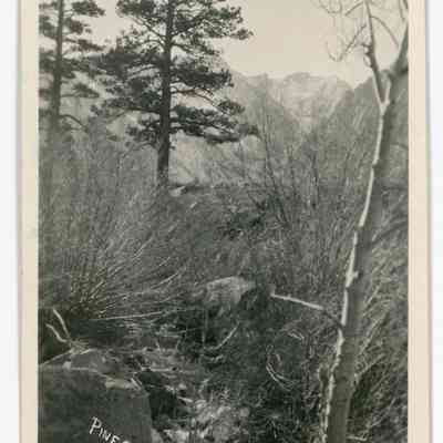 Pine Cr. Near Bishop