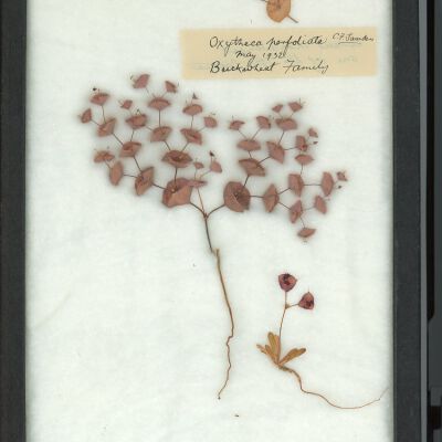 Plant Specimen, Mounted