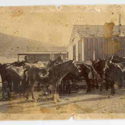Print, Photographic
