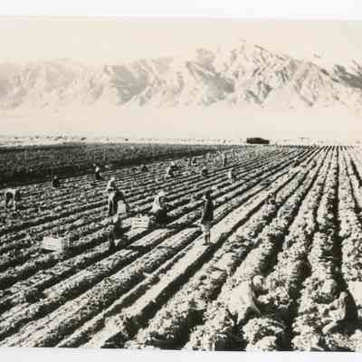 Print, Photographic
