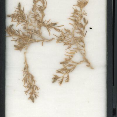 Plant Specimen, Mounted