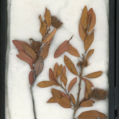 Plant Specimen, Mounted