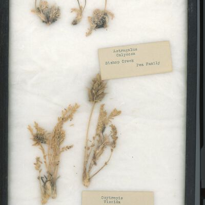 Plant Specimen, Mounted