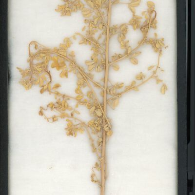 Plant Specimen, Mounted