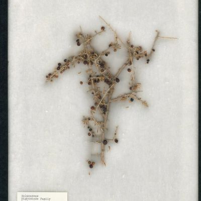 Plant Specimen, Mounted