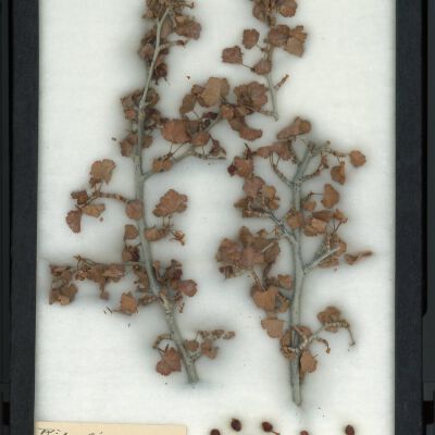 Plant Specimen, Mounted