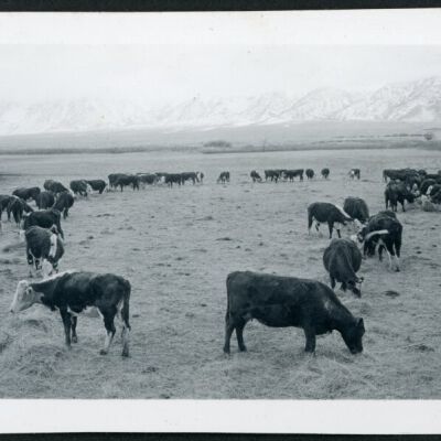 Print, Photographic