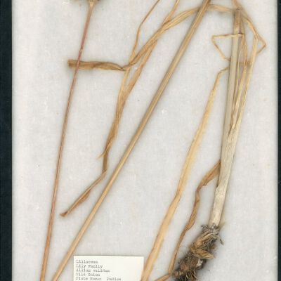 Plant Specimen, Mounted