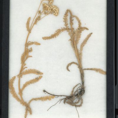 Plant Specimen, Mounted