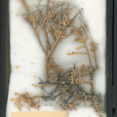 Plant Specimen, Mounted
