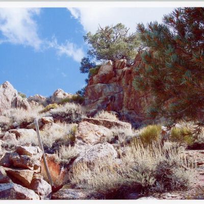 Print, Photographic