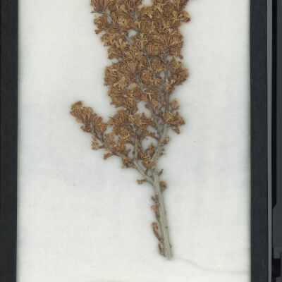 Plant Specimen, Mounted